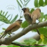Forest Birdsong