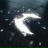 Ailey Rain