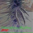 Jbird