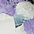 RAGON