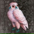 asbeluxt & Loopacca