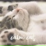 Calm Cat
