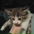 morphy