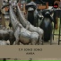 T.P Sono Sono