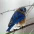 Bird Sounds