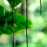 Nature Noise Monsoon Rains