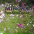 MINORK