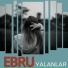 Ebru