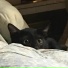 Poopa Hypnotix