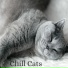 Cat Music