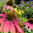 Botany Beats