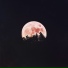 Aptato, Lazy Tree Records