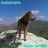 DugDogFX