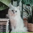 Cat Relaxing Master
