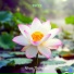 Nhạc Thiền HD