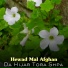 Hewad Mal Afghan
