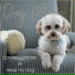 Dog Music, Dog Therapy Zone