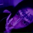 anxmee