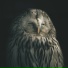 Owl O Clock