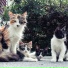 RelaxMyCat, Music for Resting Cats, Pet Care Club
