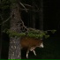 Tatuuma
