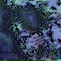 ENOK, Curiosity Pill
