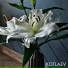 KOTLAEV DANIL