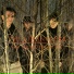 The Stranglers