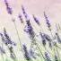 Floral FM