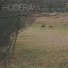 Hodera
