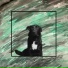 courtesy drop