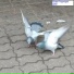 Буфет Радиофак