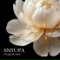 SNYUPA