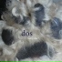 dos