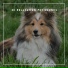 Dog Chill Out Music
