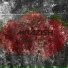Azis