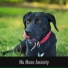 Dog Chill Out Music