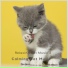 Calming Cat Music