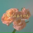 星野夏KELO
