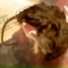 C}{imps 8 My Ears