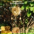 Wind Sounds