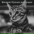 Веселая Музыка для кошек