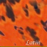 Latin Society