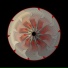IONIC