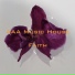 AAA Music House