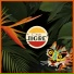 C'mon Tigre, Seun Kuti