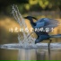 Хрустальная Арфа, Linga Ji