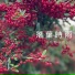 南星樂團