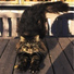 Music For Cats