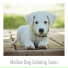 Relaxing Dog Music
